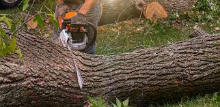 Best Stump Grinding and Removal  in Wollochet, WA