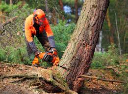 Best Lawn Mowing  in Wollochet, WA